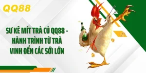Sư Kê Mít Trà Cú QQ88 - Hành Trình Từ Trà Vinh Đến Các Sới Lớn